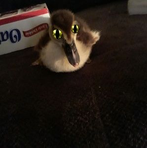 Meet your Posher, Herman